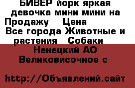 БИВЕР йорк яркая девочка мини мини на Продажу! › Цена ­ 45 000 - Все города Животные и растения » Собаки   . Ненецкий АО,Великовисочное с.